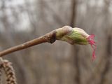 Corylus mandshurica