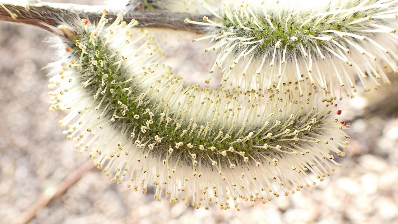 Image of Salix gracilistyla specimen.