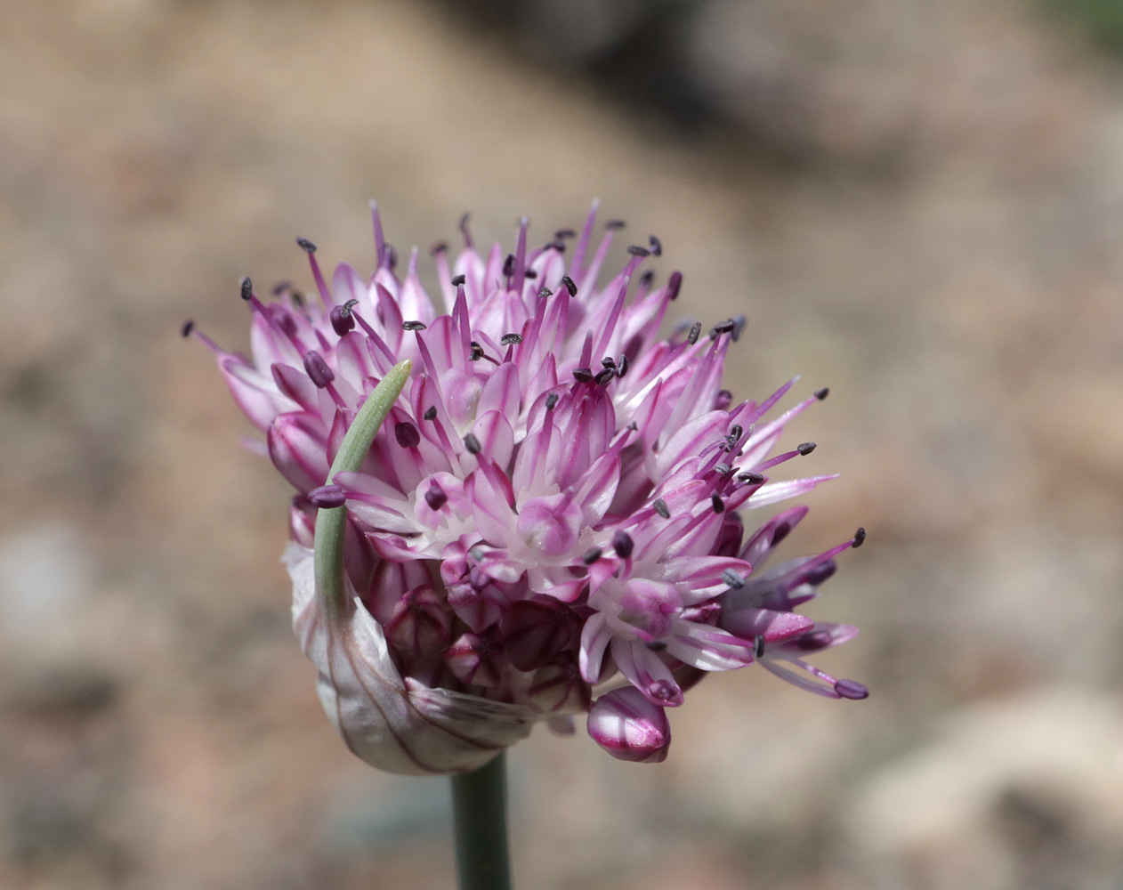 Image of Allium caricifolium specimen.