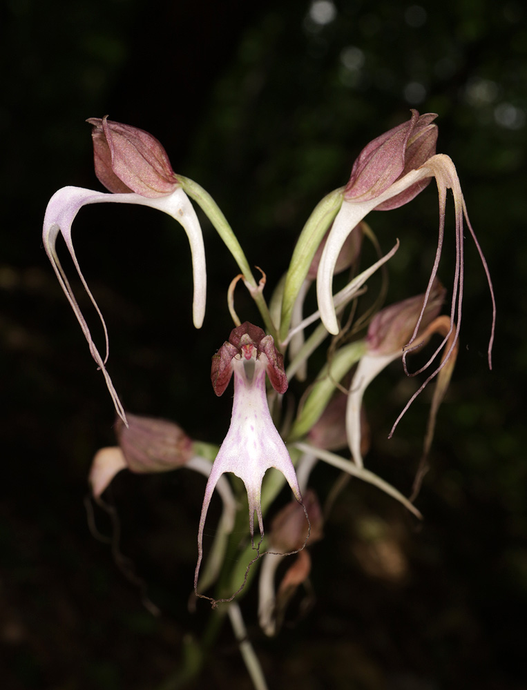 Image of Himantoglossum comperianum specimen.