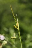 Carex pallescens