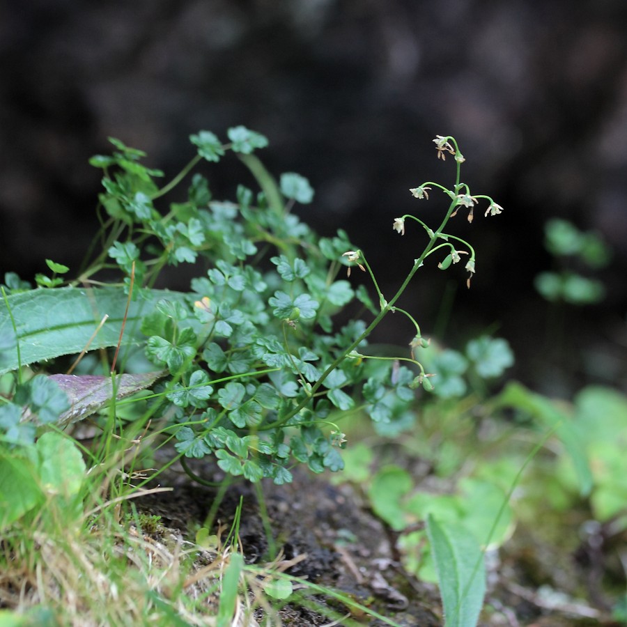 Image of Thalictrum alpinum specimen.