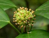 Hedera colchica