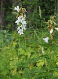 Campanula trachelium