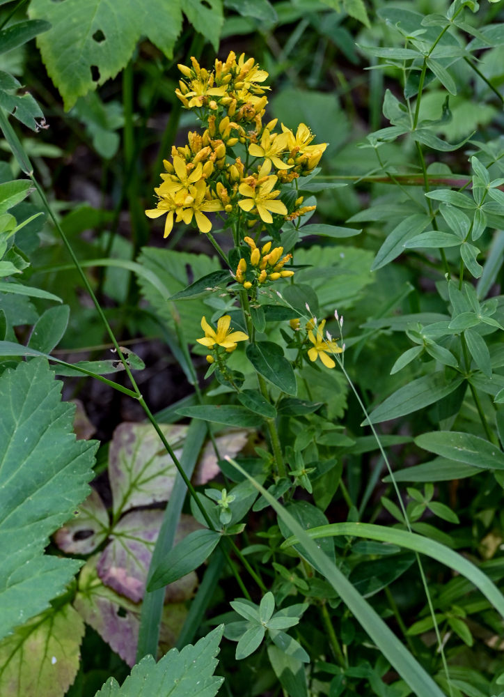 Изображение особи Hypericum hirsutum.