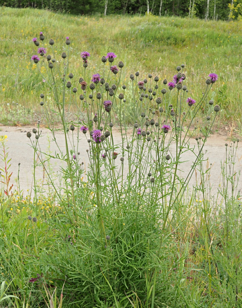 Image of Centaurea scabiosa specimen.