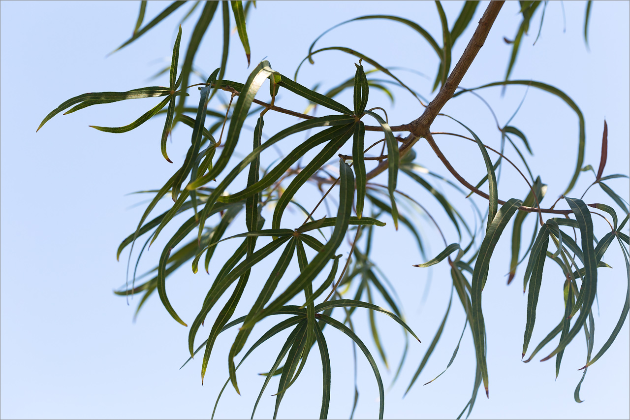 Image of Brachychiton rupestris specimen.