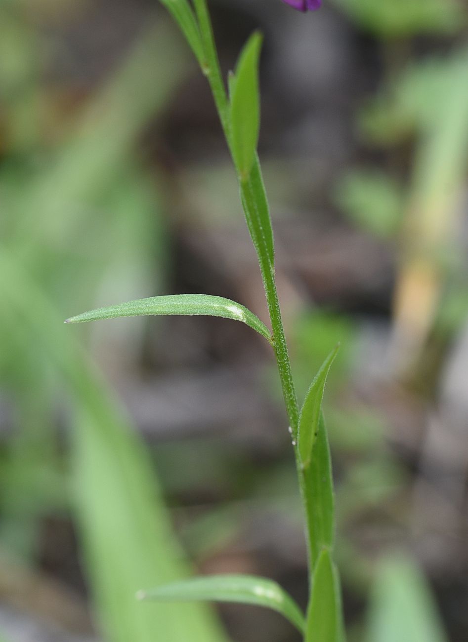 Image of Polygala caucasica specimen.