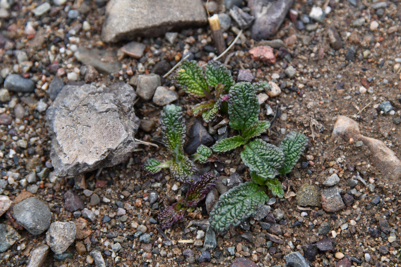 Image of Phlomoides zenaidae specimen.