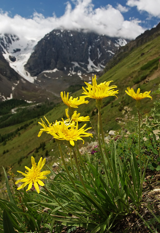 Изображение особи Scorzonera radiata.