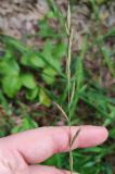 Brachypodium pinnatum
