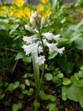 Hyacinthella pallasiana