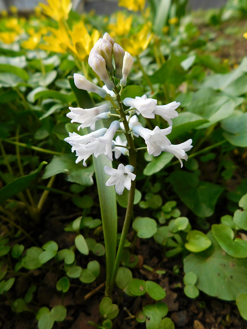 Изображение особи Hyacinthella pallasiana.