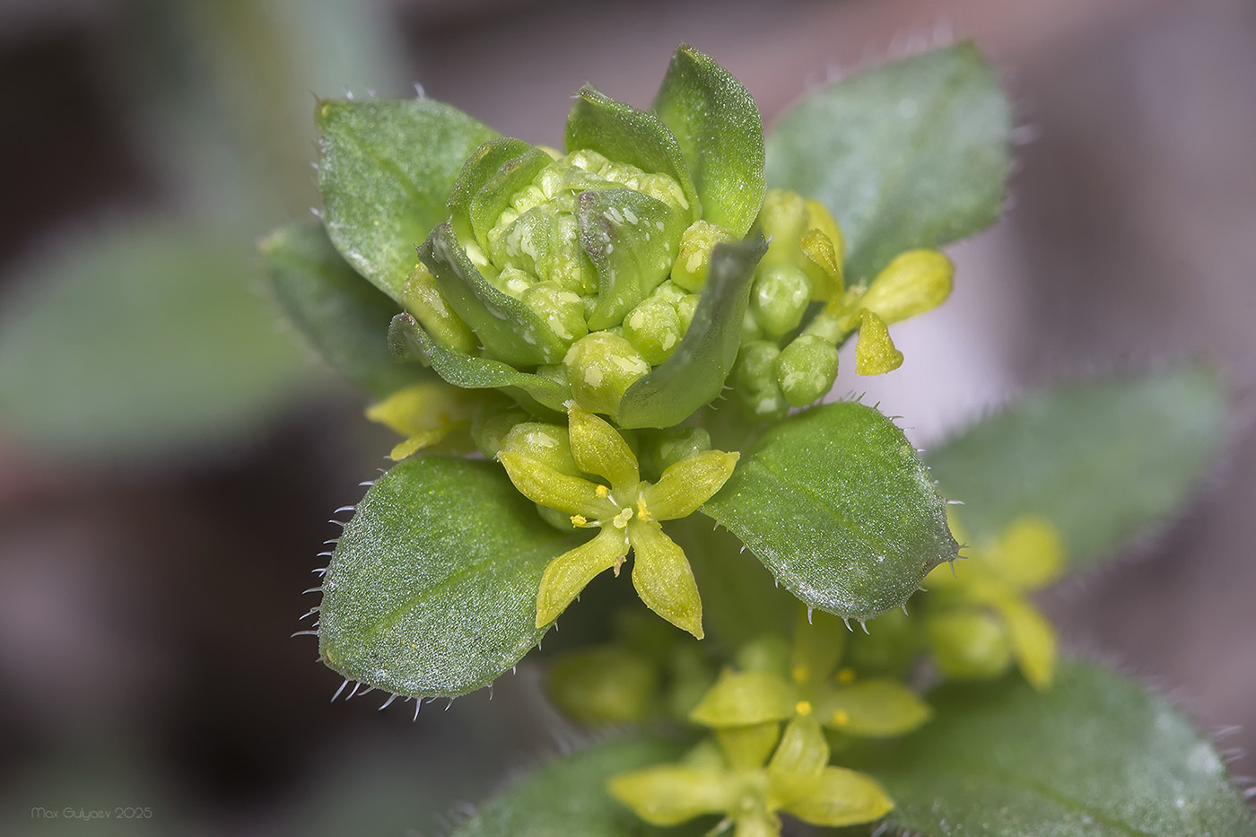 Изображение особи Cruciata laevipes.