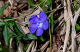 Vinca minor. Цветок и листья. Краснодарский край, Сочи, Хостинский р-н, Агурское ущ., широколиственный лес. 14.03.2025.