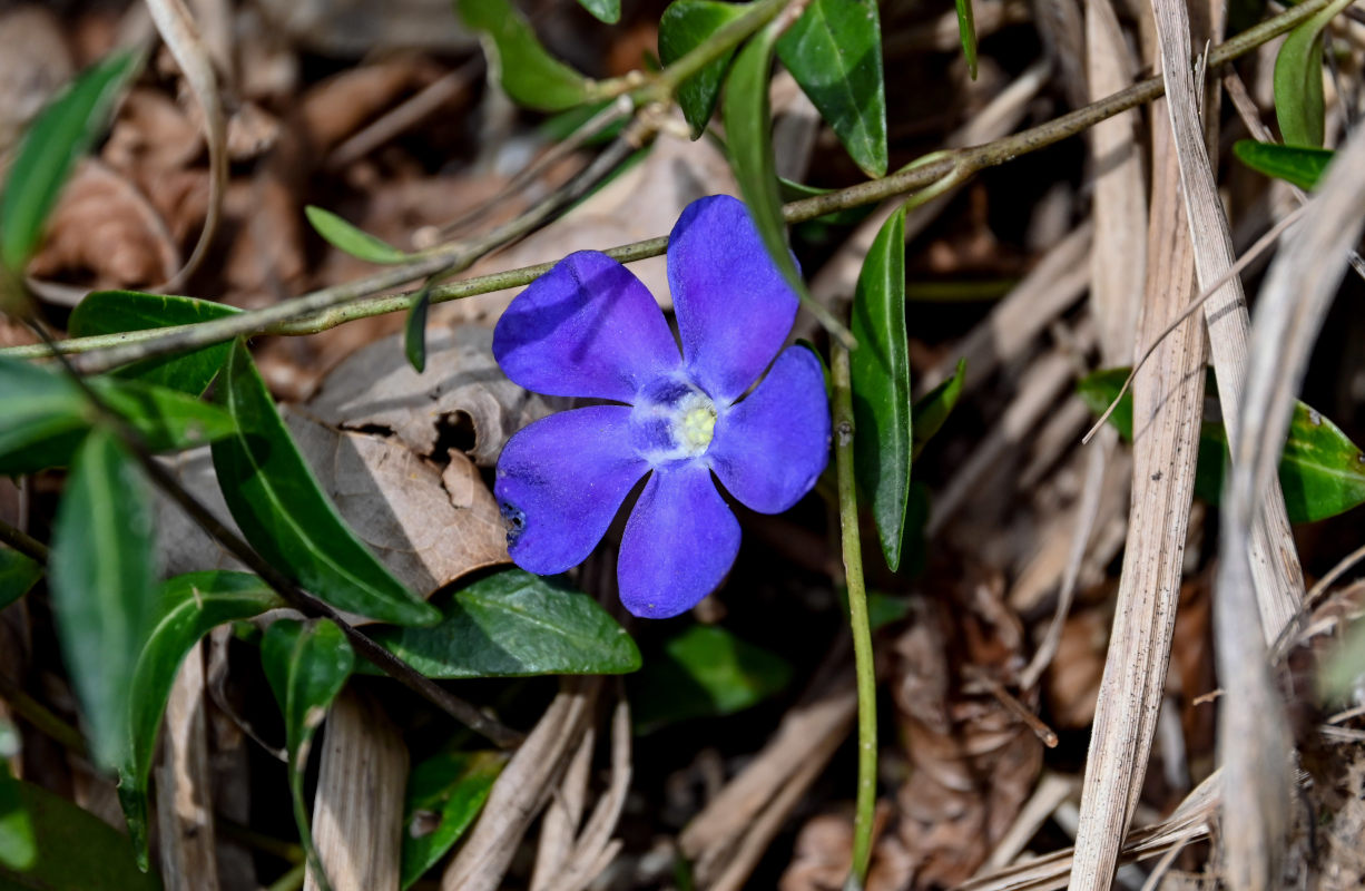 Изображение особи Vinca minor.