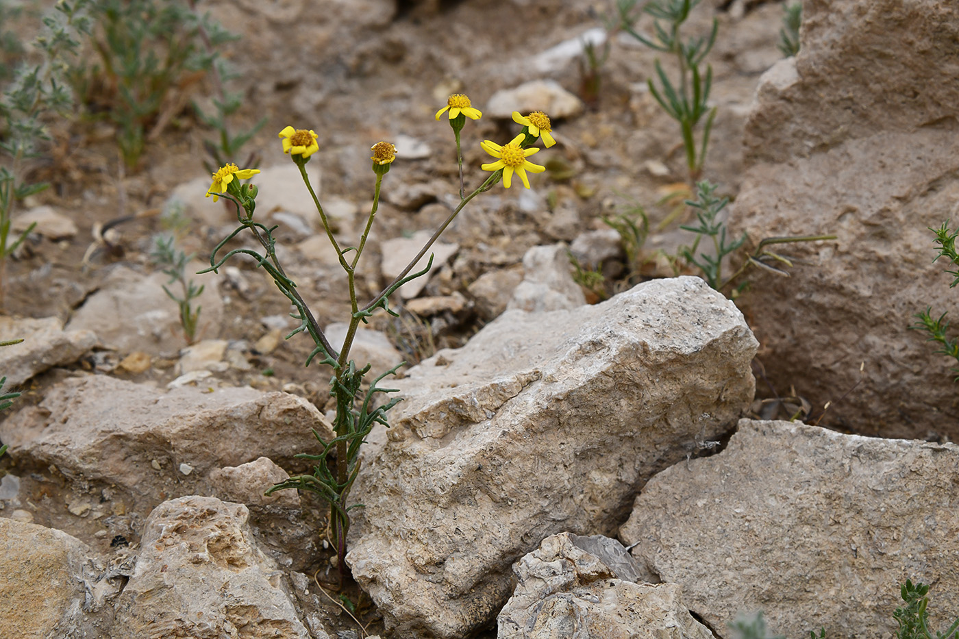 Изображение особи Senecio noeanus.