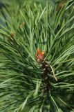 Pinus sylvestris