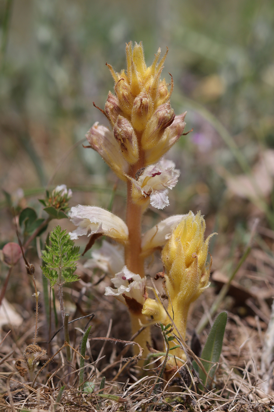 Изображение особи Orobanche callieri.