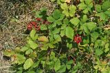 Rubus sanctus
