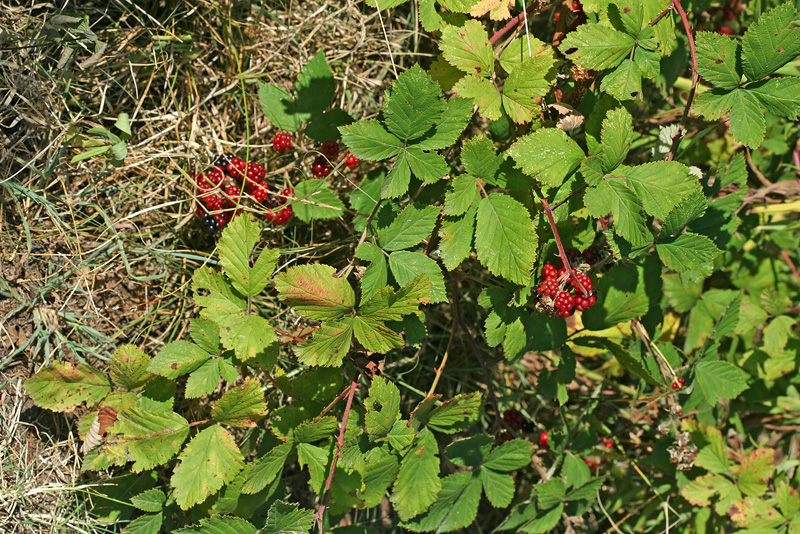 Изображение особи Rubus sanctus.