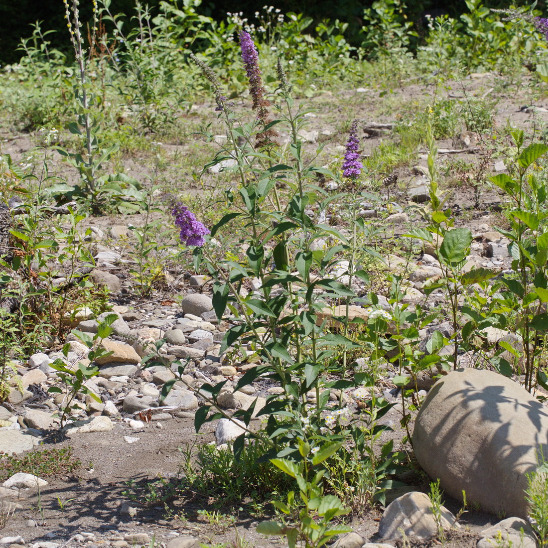 Image of Buddleja davidii specimen.