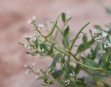 Strigosella stenopetala