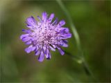 Knautia arvensis. Соцветие. Ленинградская обл., Ломоносовский р-н, окр. дер. Низино, разнотравный луг. 15.07.2025.