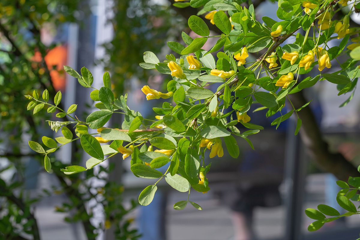 Изображение особи Caragana arborescens.