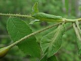Image of taxon representative. Author is Наталья Володина