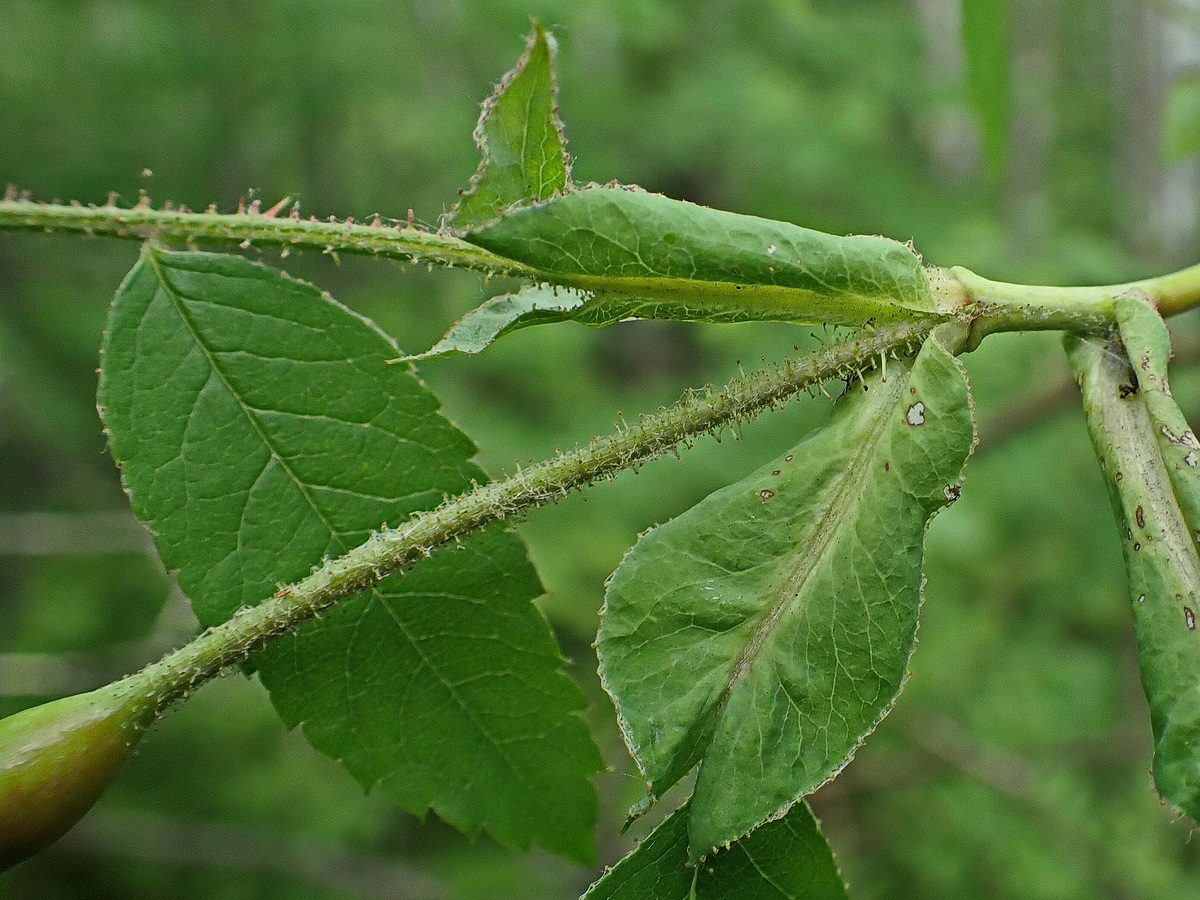 Image of Rosa koreana specimen.
