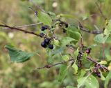 Rhamnus cathartica