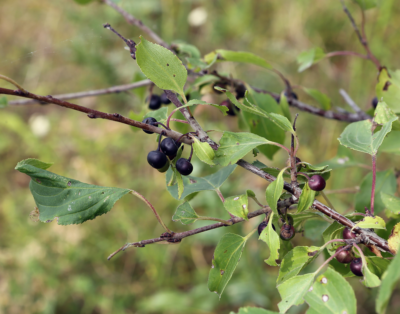 Image of Rhamnus cathartica specimen.