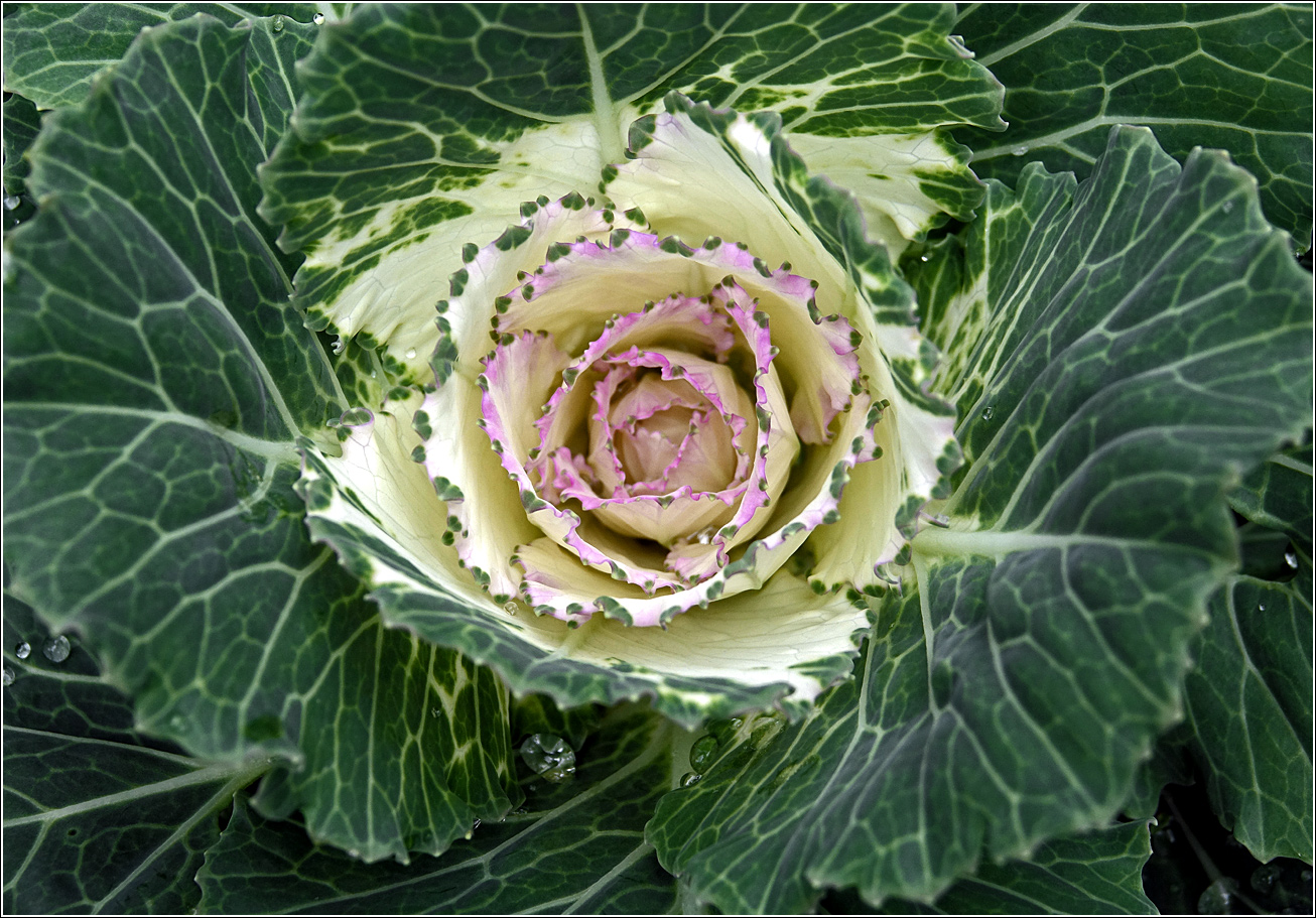 Изображение особи Brassica oleracea var. viridis.