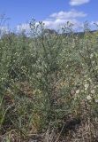 Conyza bonariensis. Цветущие и плодоносящие растения. Испания, Каталония, пров. Жирона, комарка Баш Эмпорда, муниципалитет Калонже, залежь. 30.08.2025.