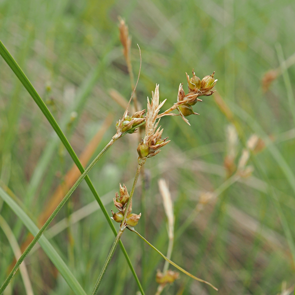 Image of Carex supina specimen.