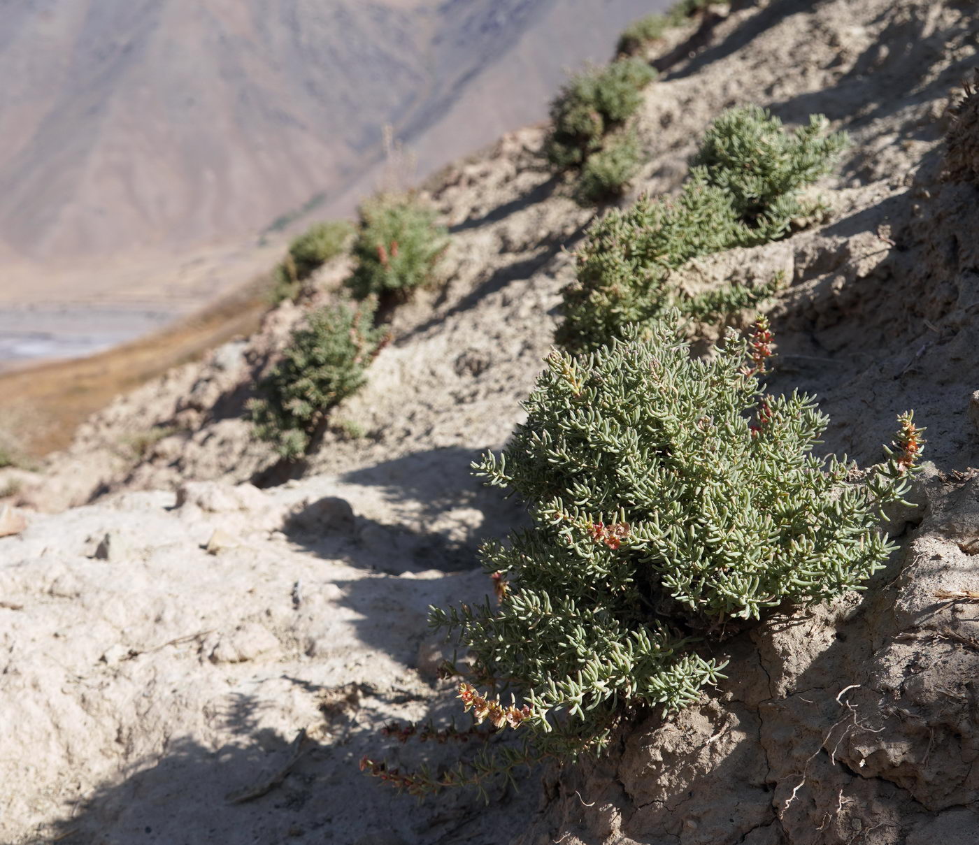Изображение особи семейство Chenopodiaceae.