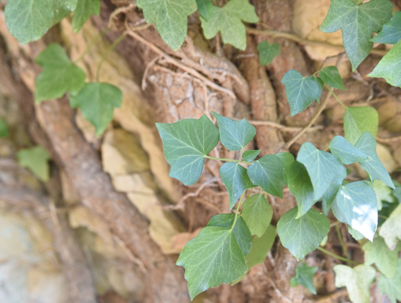 Изображение особи род Hedera.
