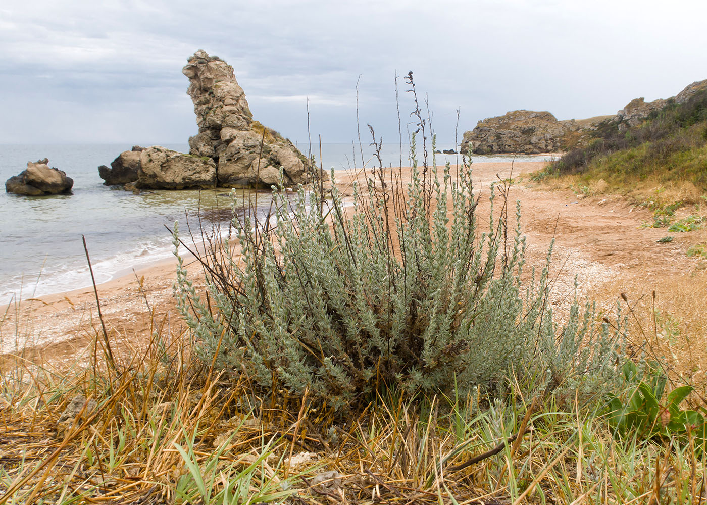 Image of Bassia prostrata specimen.