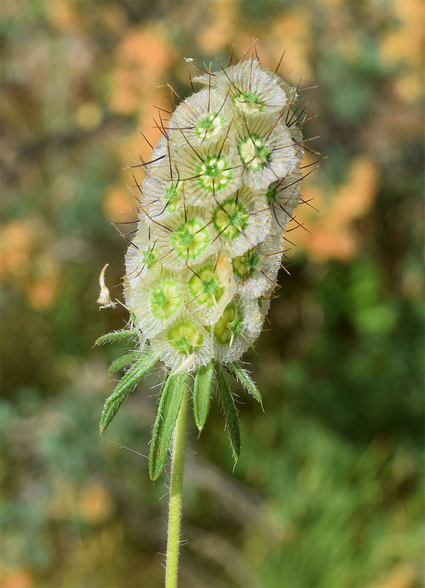 Изображение особи Lomelosia micrantha.