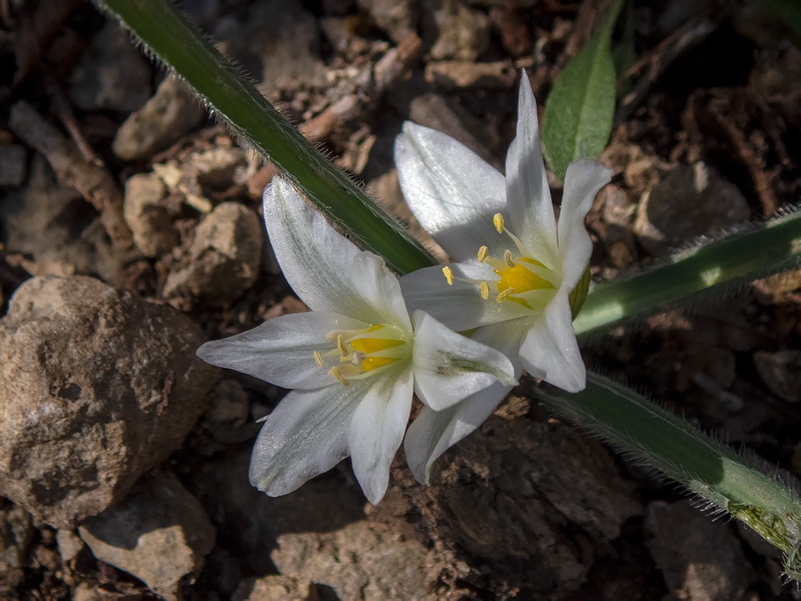 Изображение особи Ornithogalum fimbriatum.