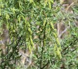 genus Salix. Побеги с созревающими соплодиями. Узбекистан, Самаркадская обл., дол. р. Зеравшан, тугай на песчано-гравийной почве. 12 апреля 2023 г.