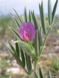 Vicia pilosa