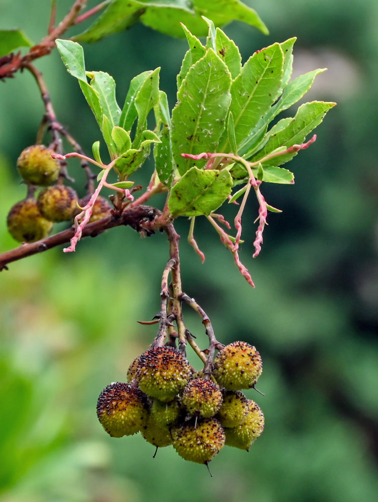 Изображение особи Arbutus unedo.
