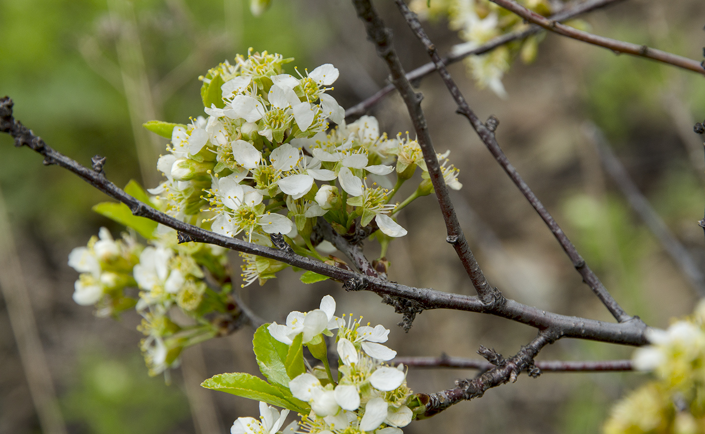 Image of Cerasus fruticosa specimen.