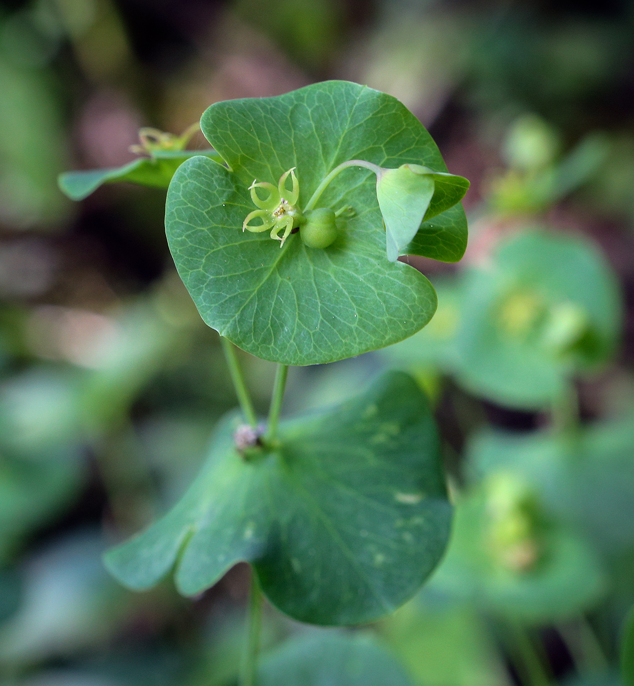Image of Euphorbia macroceras specimen.