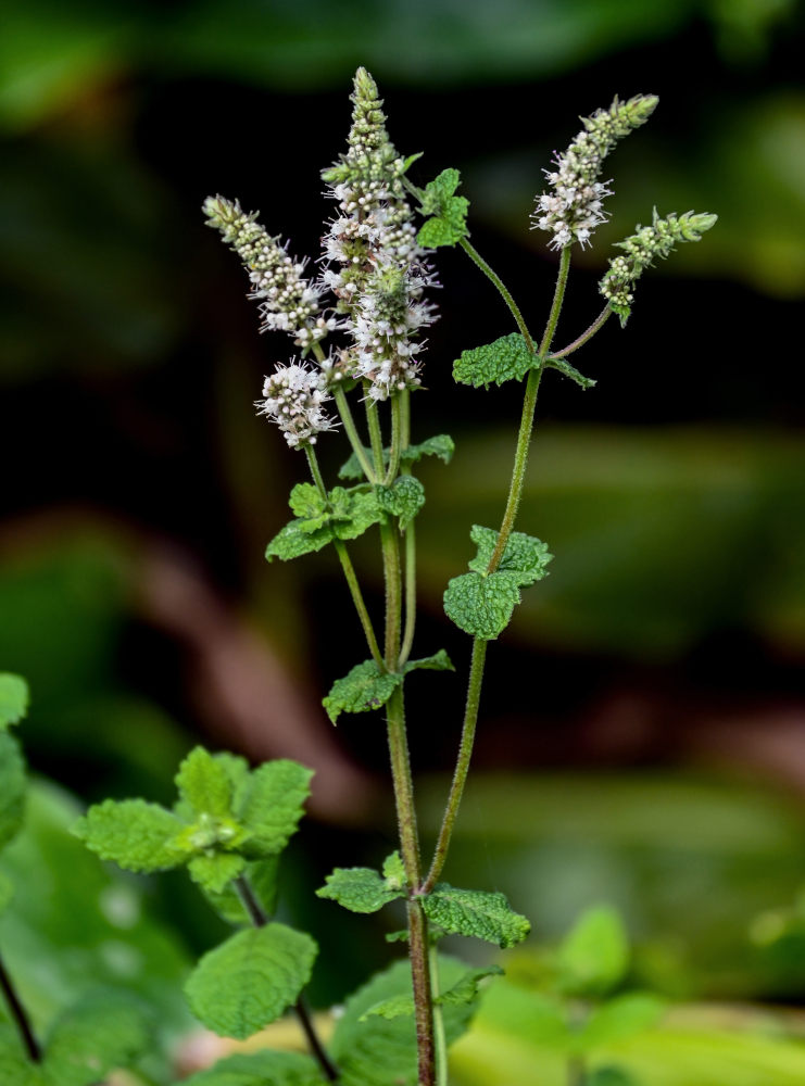 Image of Mentha suaveolens specimen.