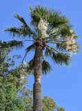 Washingtonia filifera. Верхняя часть ствола и крона цветущего растения. Португалия, о-в Мадейра, г. Фуншал, в культуре. 22.08.2025.