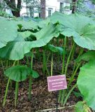 Petasites japonicus