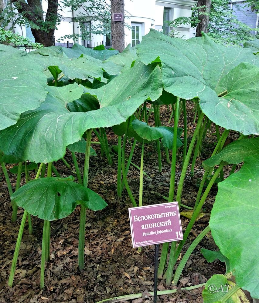 Изображение особи Petasites japonicus.